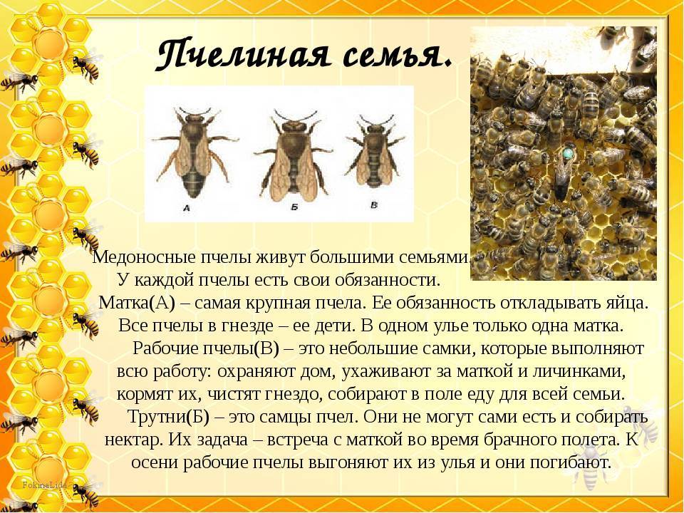 Психология пчелиной семьи и 10 удивительных фактов о пчелах, которых многие не знали