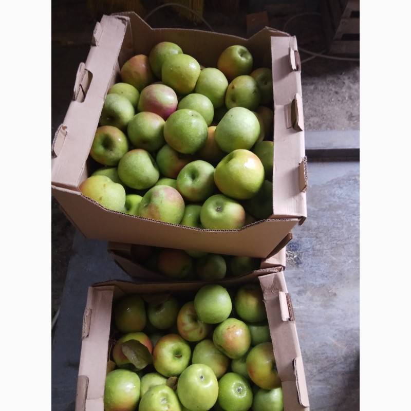 Яблоки гренни смит: описание сорта и характеристики, выращивание и уход с фото