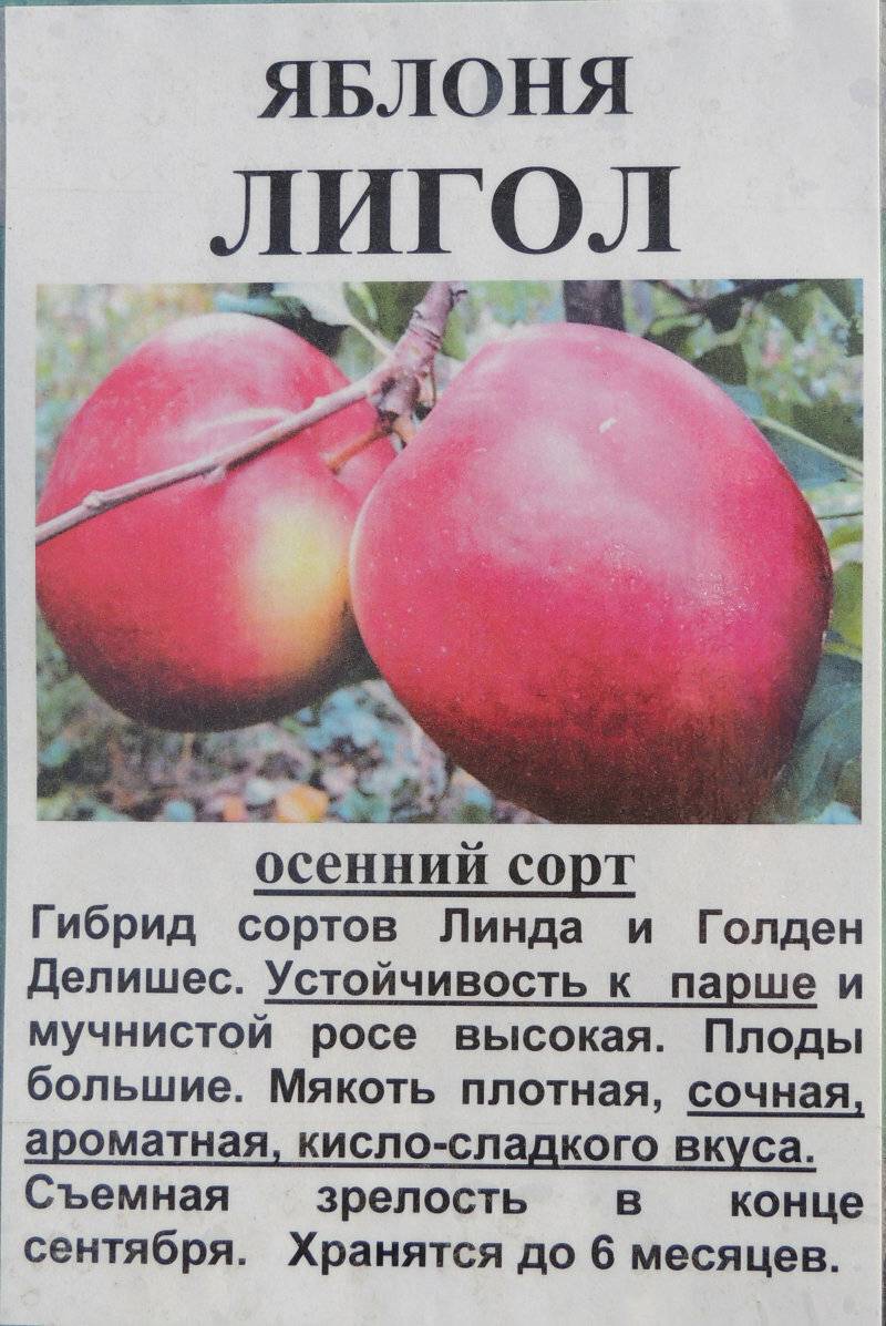 Лигол Яблоня Описание Фото Отзывы Садоводов