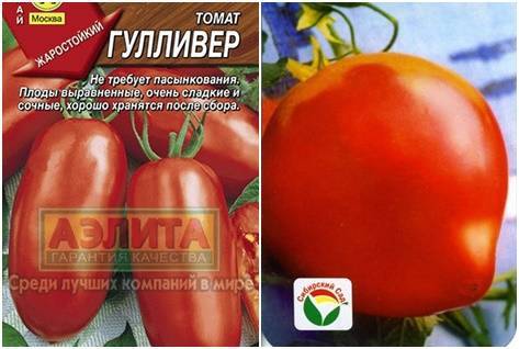 Томат "гулливер": описание и характеристика сорта, фото и видео материалы, рекомендации по выращиванию отличного урожая помидор русский фермер
