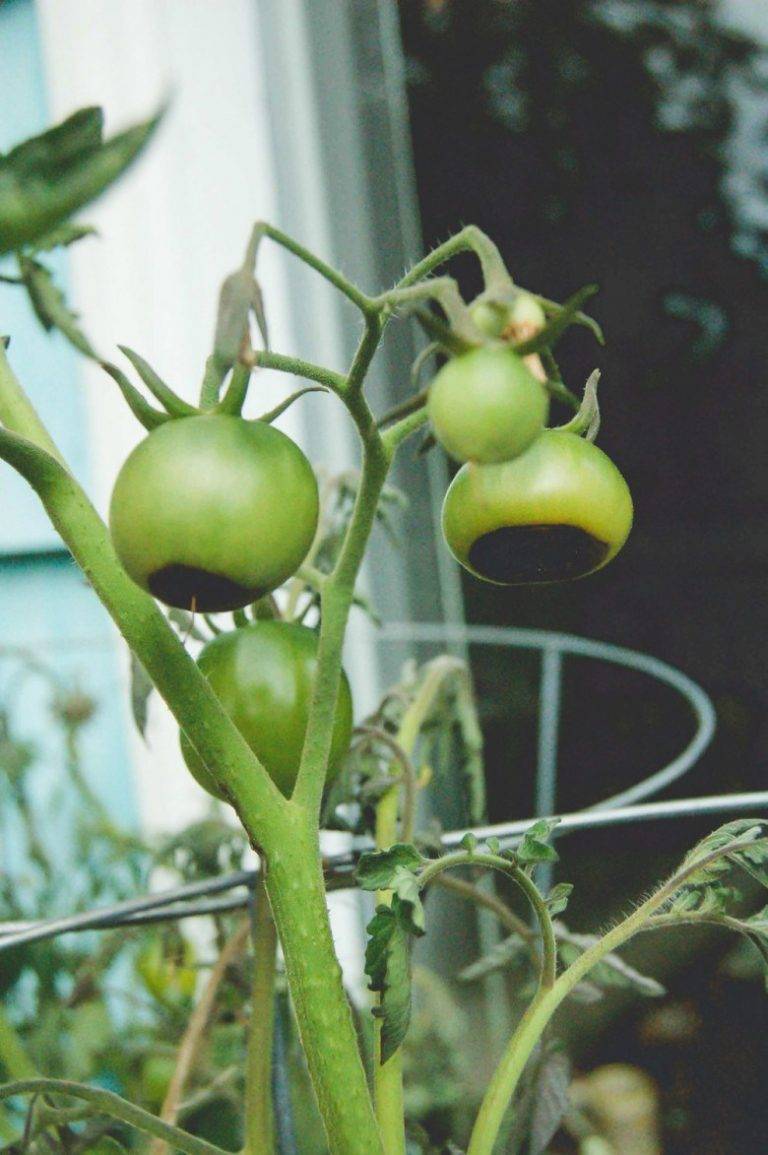 Почему у томатов чернеют кончики плодов причины, лечение, профилактика
