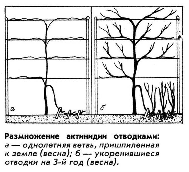 Правила выращивания актинидии в Сибири, нюансы посадки и ухода