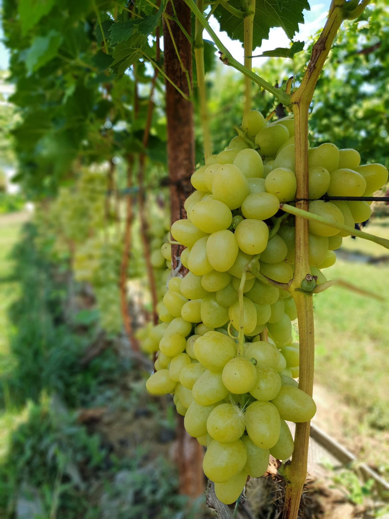 Описание, отзывы и правила выращивания сорта винограда долгожданный