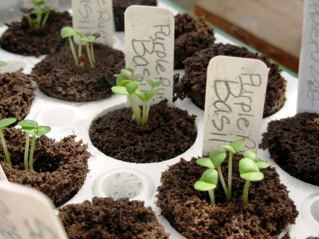 Как вырастить базилик на подоконнике: подготовка семян, посев, уход