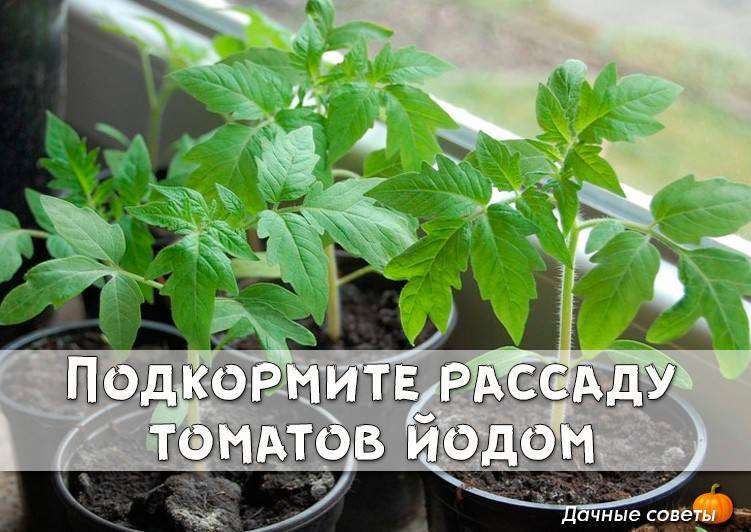 Чем лучше подкормить рассаду помидор чтобы были толстенькие