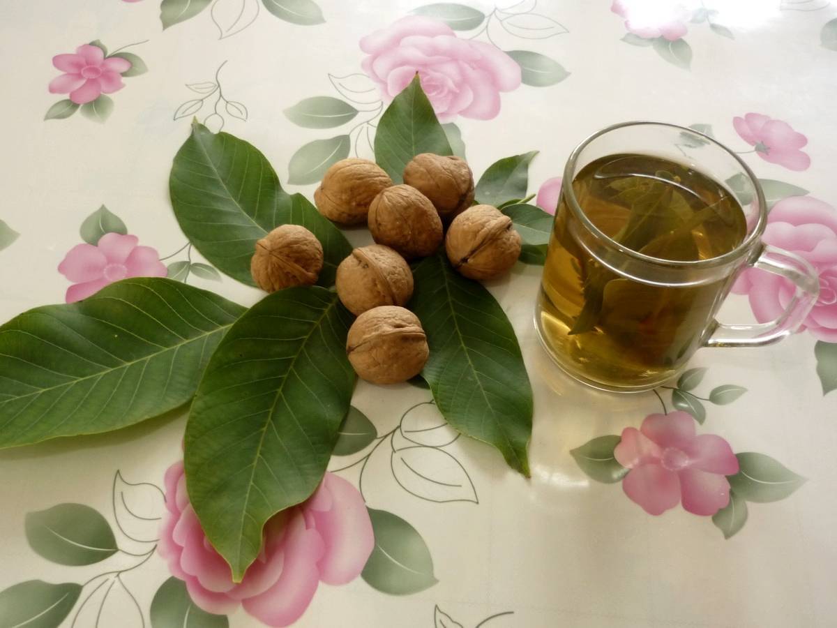 Польза и лечебное применение листьев грецкого ореха. чай из листьев грецкого ореха в правильном питании