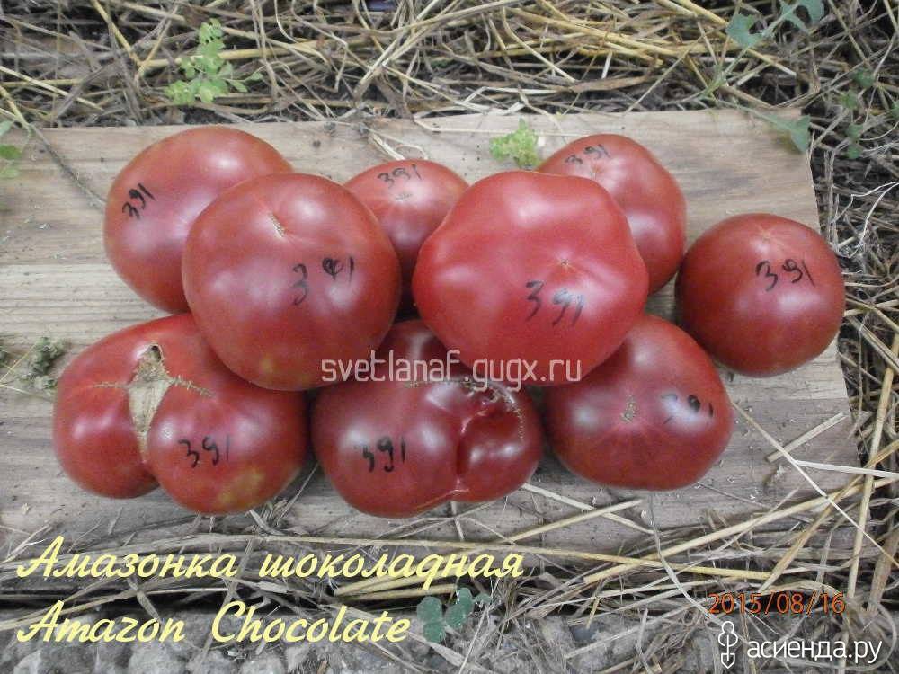 Семена томат амазонка шоколадная: описание сорта, фото. купить с доставкой или почтой россии.