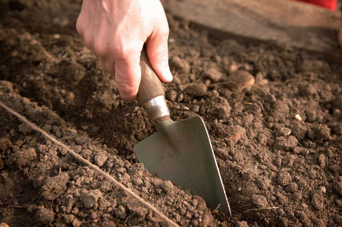 Выращивание топинамбура на даче: особенности, подготовка почвы, посадка и уход, возможные проблемы, правила сбора урожая