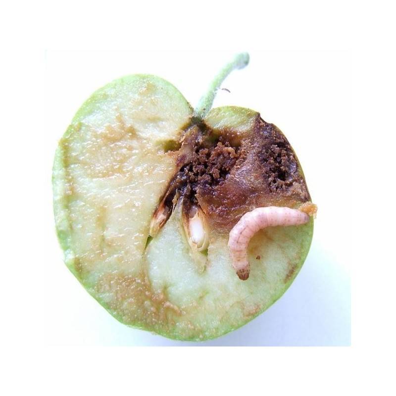 Методы борьбы с плодожоркой на яблоне химическими и народными средствами