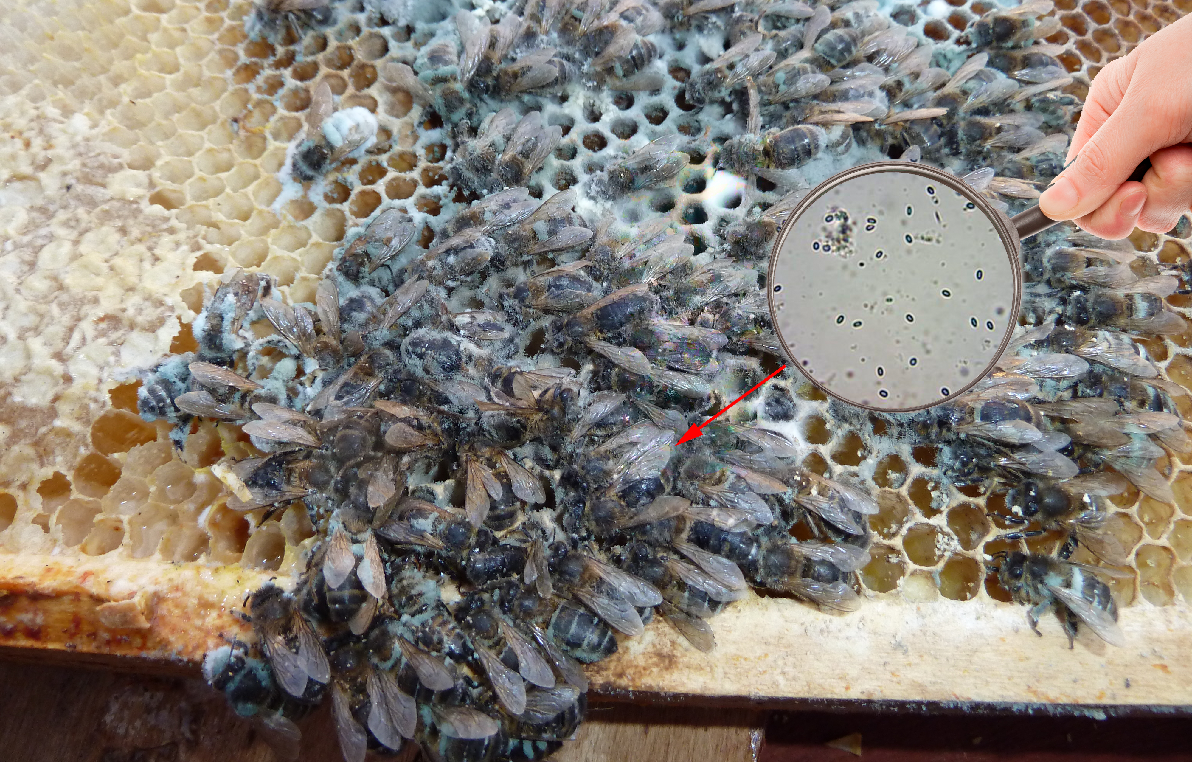 Инвазионные болезни медоносных пчел — agroxxi