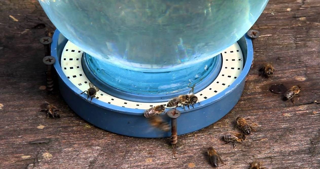 Поилка для пчел своими руками: виды, особенности (фото, видео)