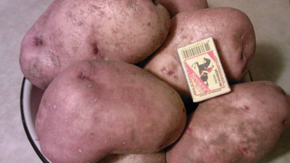 Сорт картофеля славянка: фото и описание