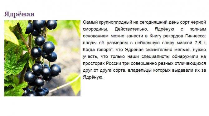Смородина ядреная: описание сорта черной смородины, выращивание - посадка и уход