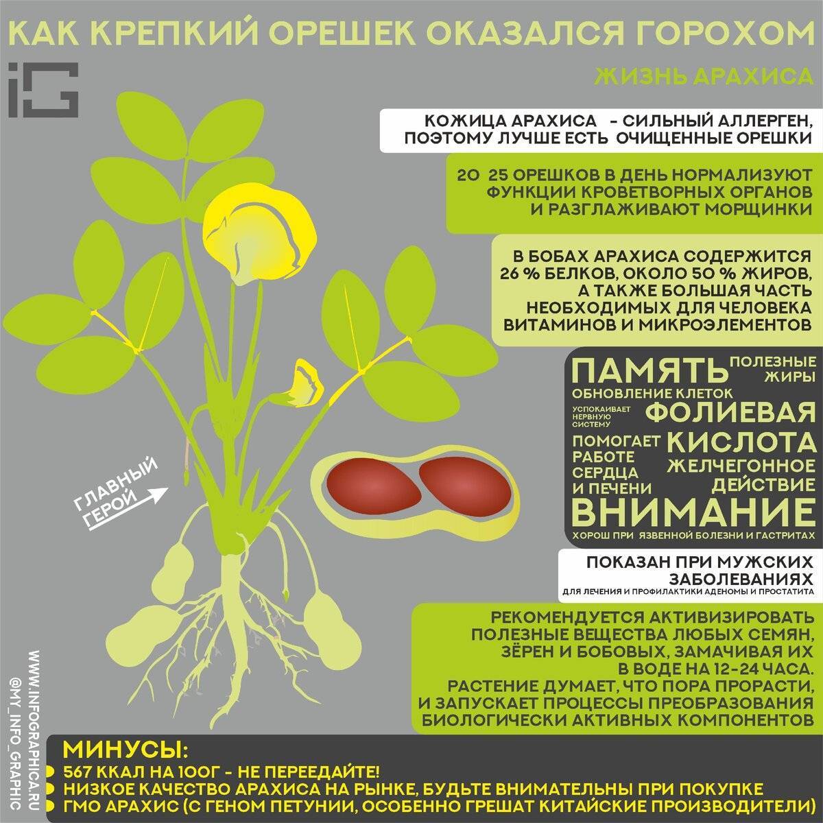 Арахис: польза, вред и калорийность | food and health