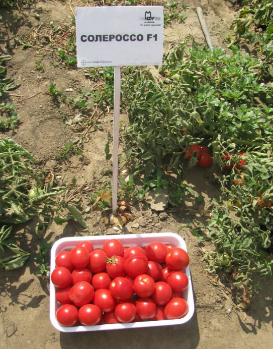 Описание томата солероссо f1 и особенности ультраранних помидоров