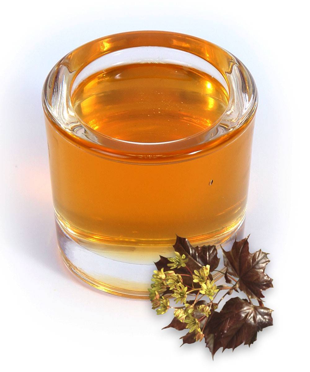 Чернокленовый мёд: свойства и особенности употребления