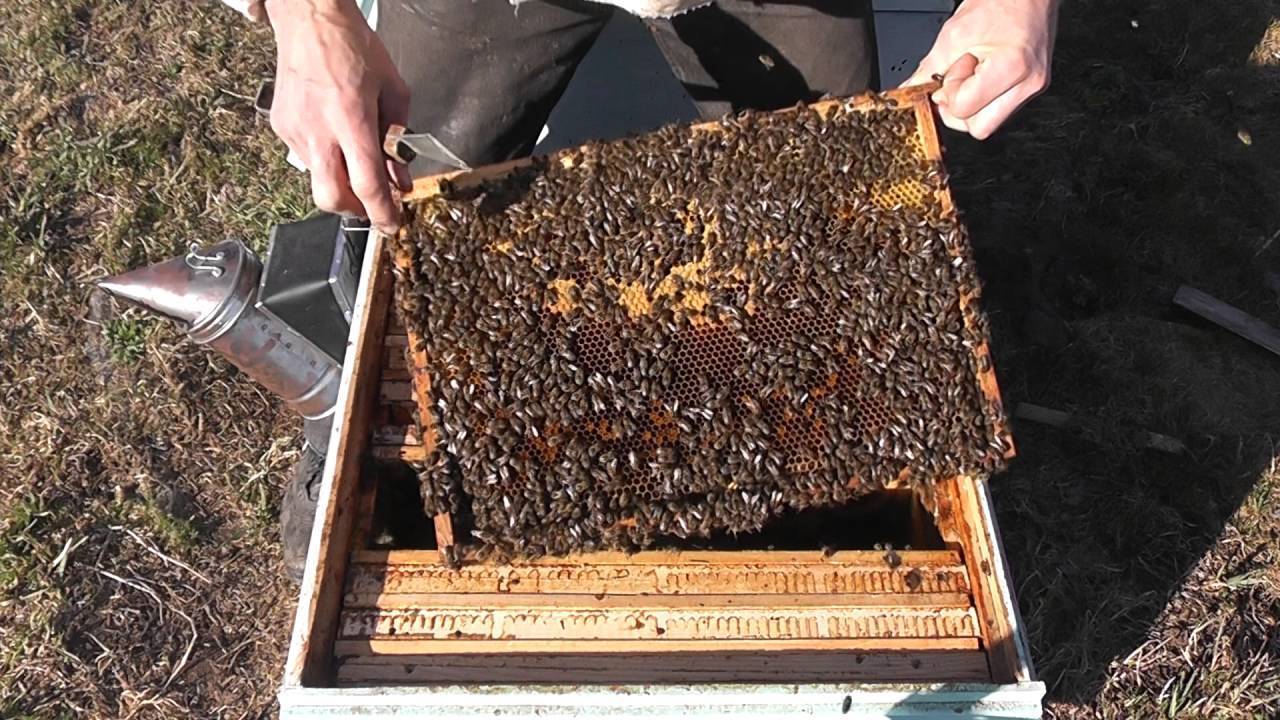 Сколько меда производит пчела за свою жизнь?
