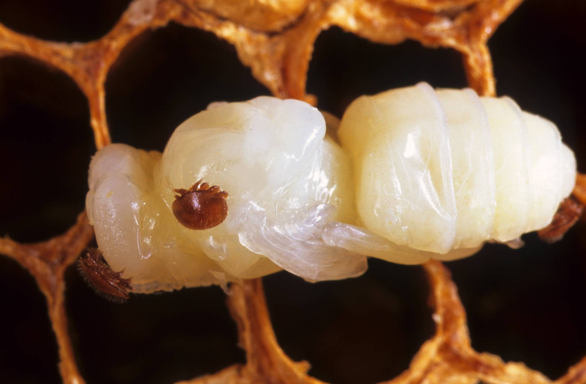 Биологическое строение и вред клеща варроа для пчел