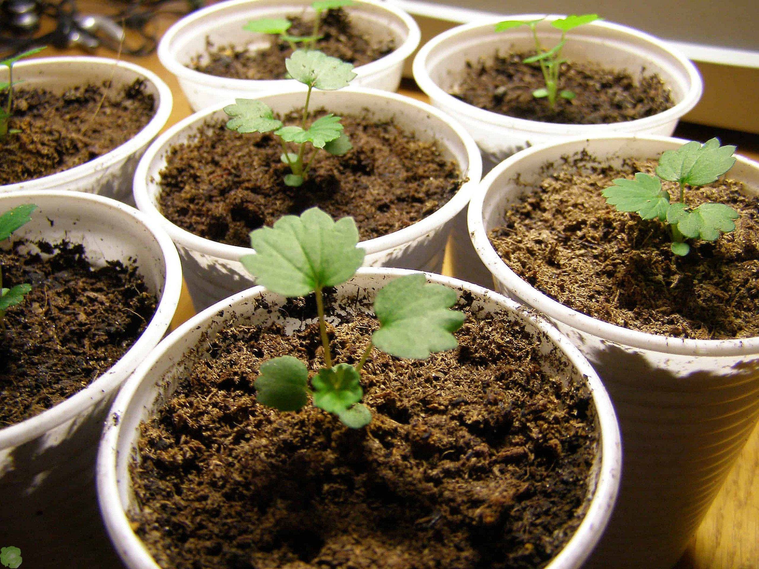 Как вырастить клубнику из семян - посадка семян и уход, инструкция, советы и секреты + фото