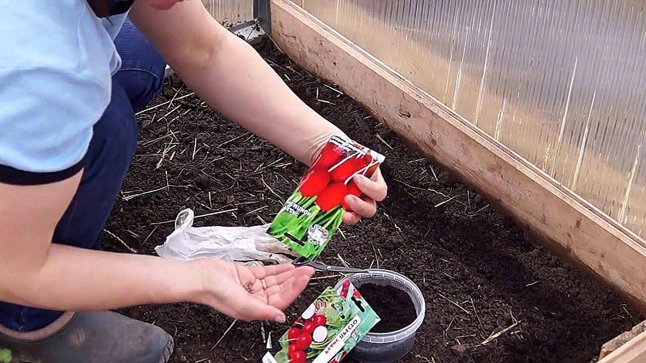 Выращивание укропа: в открытом грунте, открытом грунте, советы, фото, видео