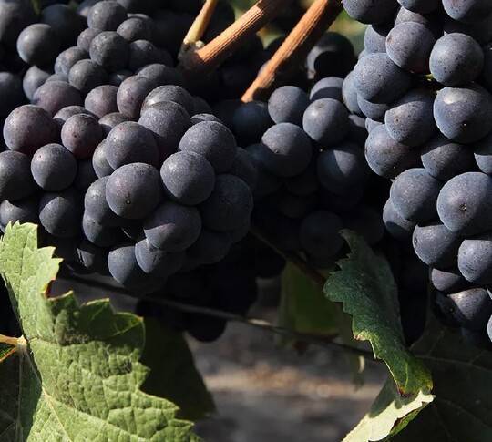 Вино пино нуар красное: сорт винограда, сухое, розовое, аромат, вкус, цвет, география