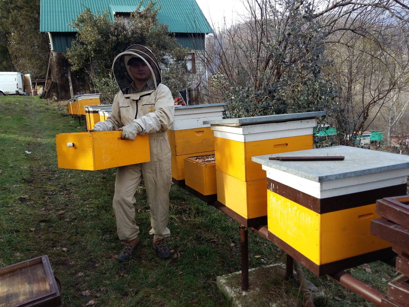 Уход за пчелами. как правильно ухаживать за пчелами круглый год