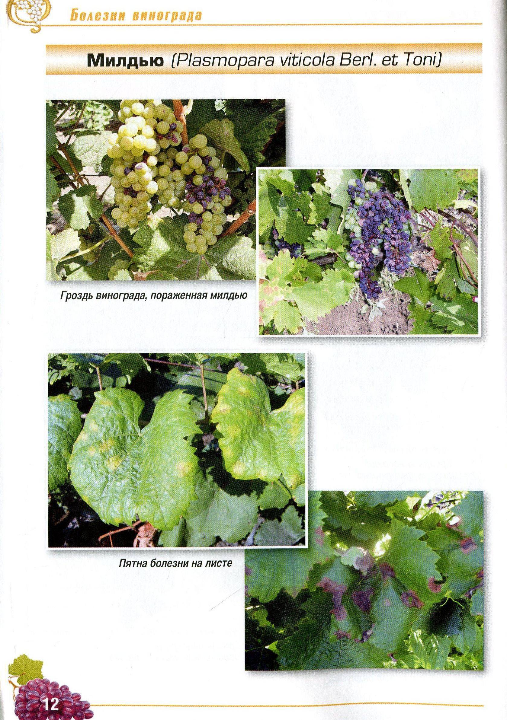 Болезни винограда: описание с фотографиями и способы лечения, чем лечить на листьях и ягодах, вредители и борьба с ними, серый налет, хлороз и другие