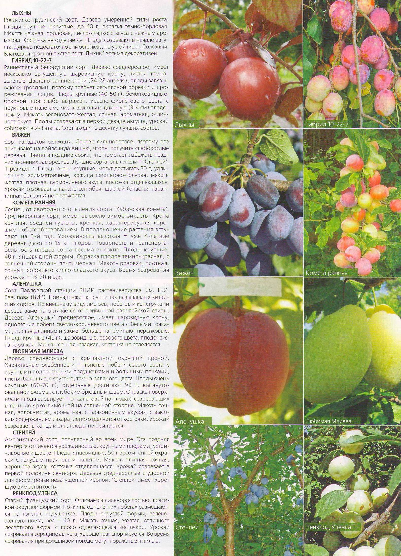 Слива стенли: описание сорта, выращивание, отзывы, фото