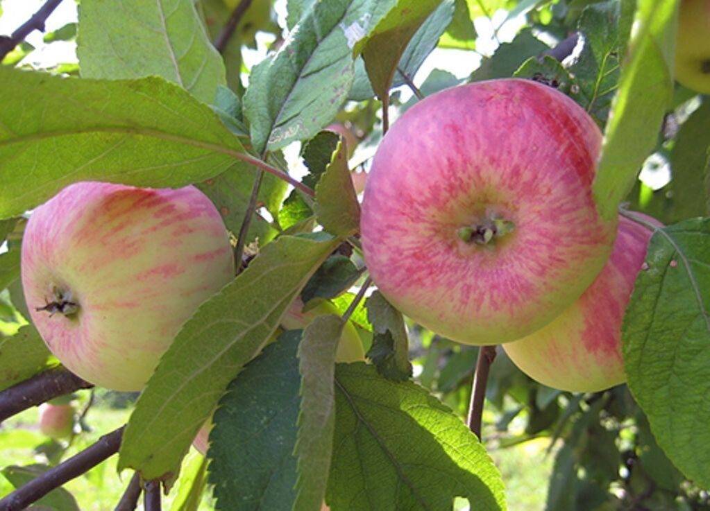 Летний полосатый сорт яблонь: описание и фото selo.guru — интернет портал о сельском хозяйстве