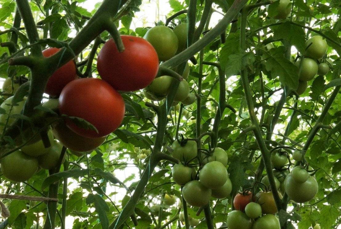 Помидоры спрут особенности выращивания томатного дерева