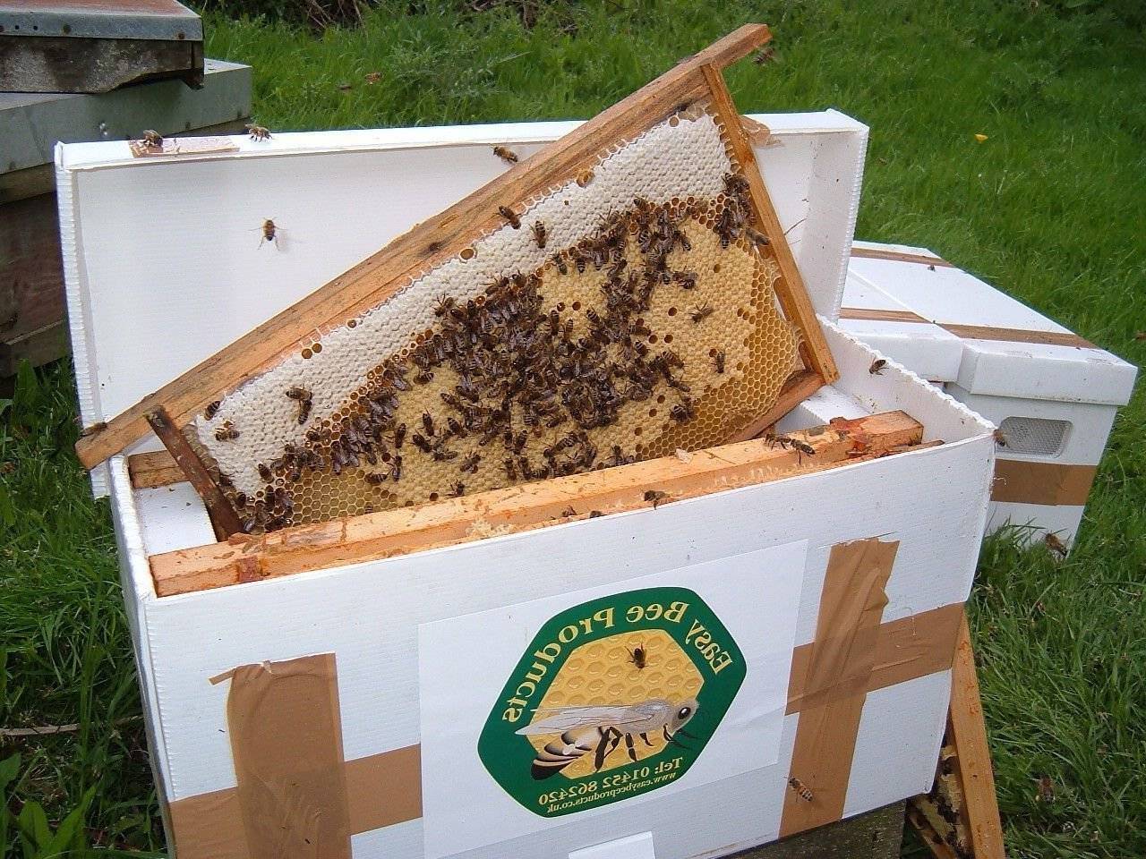 Отводки пчел весной: как сделать все правильно самому