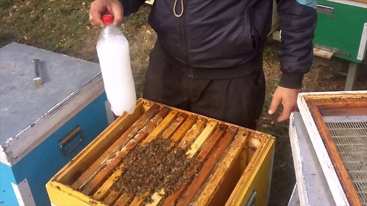 Обработка пчел от клеща: летом, осенью, весной