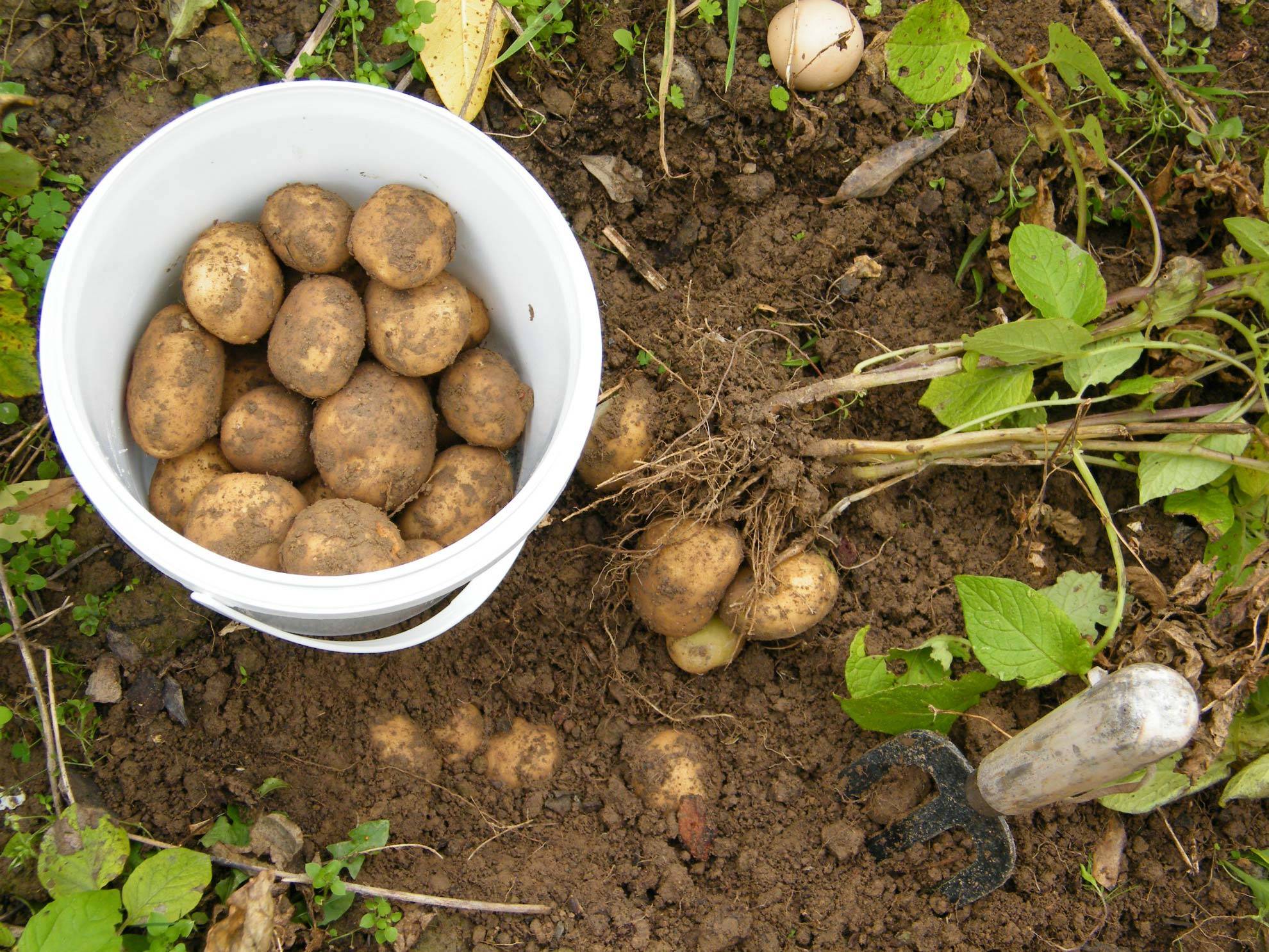 Когда копать картошку: сроки уборки урожая картофеля на хранение