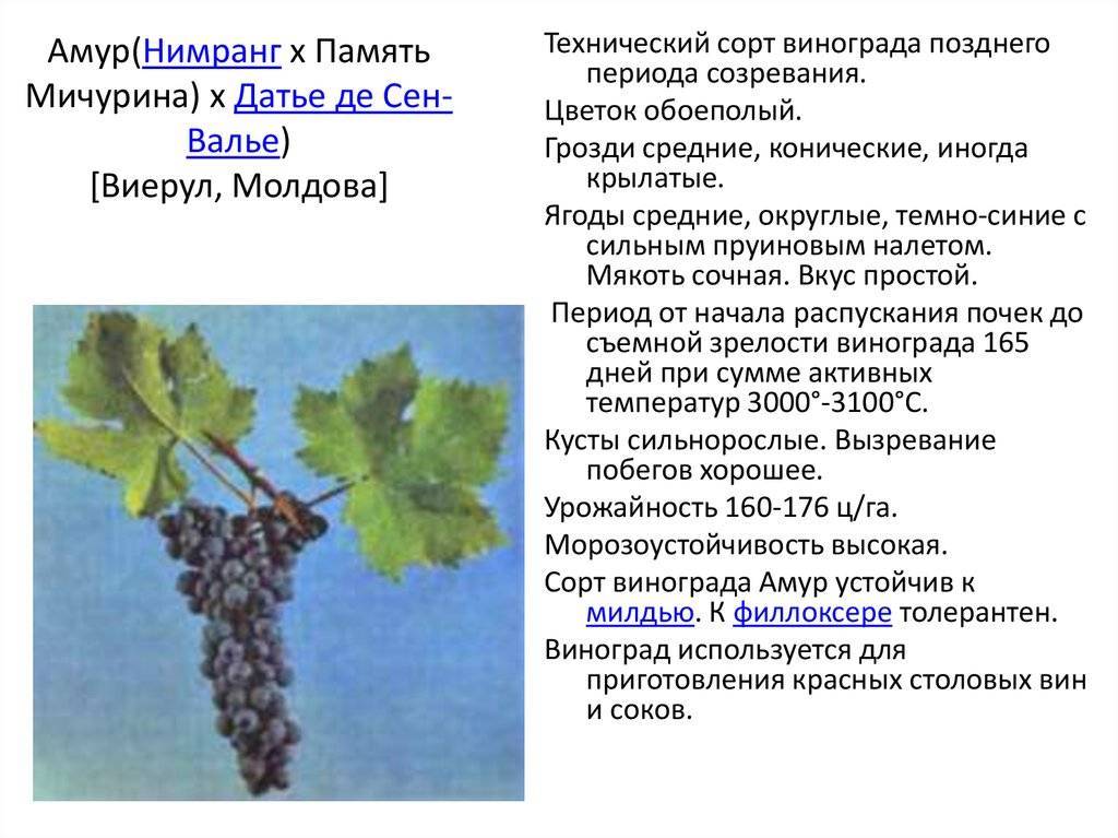 Очень ранний виноград памяти учителя, положительные и отрицательные качества, рекомендации по культивированию