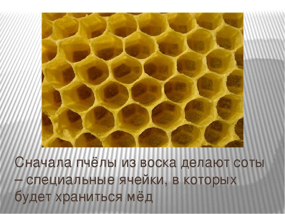 Соты: как производятся пчёлами, польза и вред для организма человека