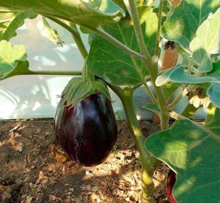 Баклажан черный красавец: описание сорта, выращивание и уход