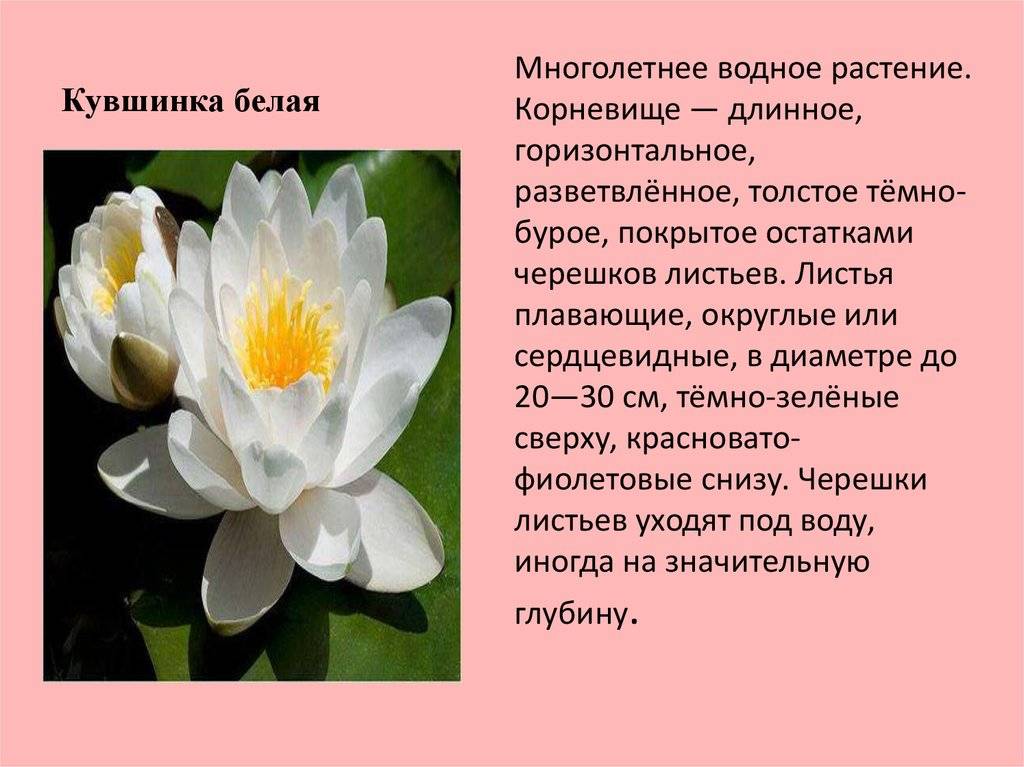Кувшинка белая цветок. описание, особенности и свойства белой кувшинки | сад и огород.ру