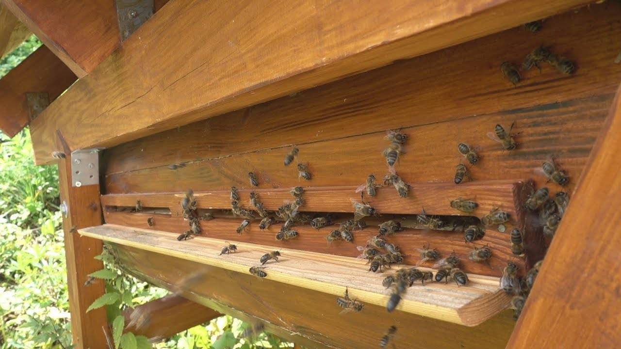 Колодное пчеловодство: устройство колоды, разведение и содержание пчел