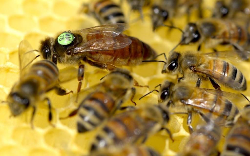 Пчелы "карника" - порода, характеристика и особенности