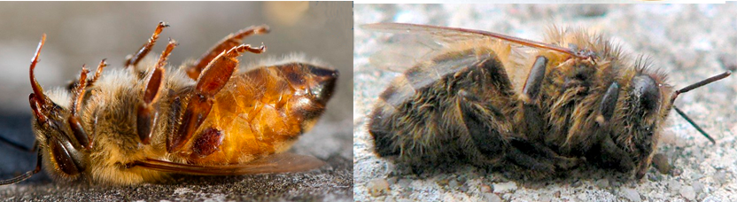 Незаразные и инфекционные болезни пчел — agroxxi