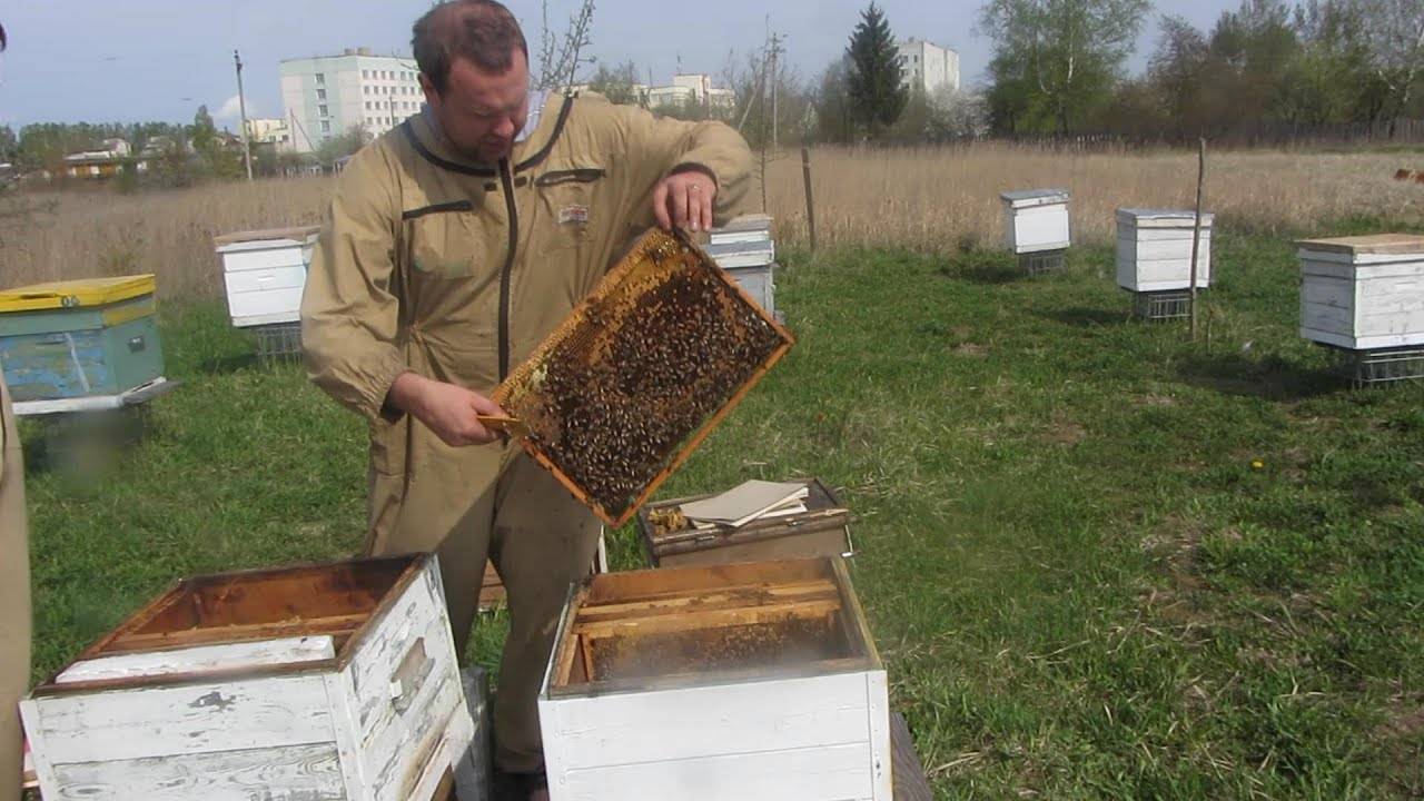 Весенняя пересадка пчел в другой улей: инструкция с видео