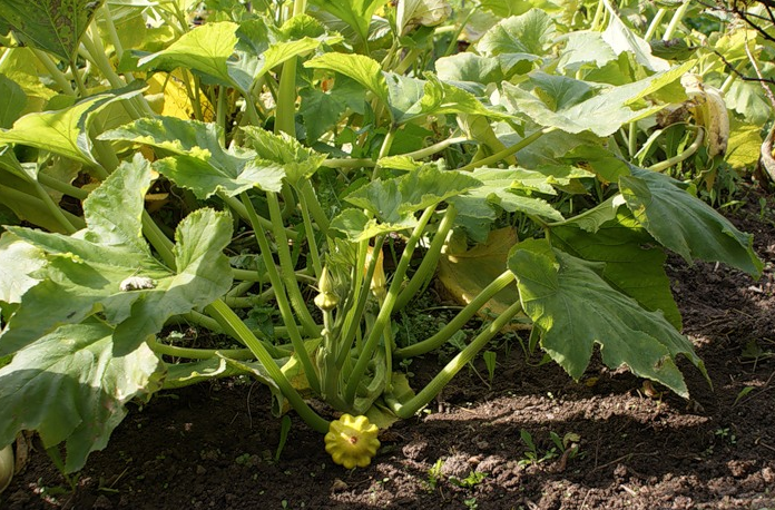 Выращивание патиссонов в открытом грунте / полив сортов плодов овощей в саду