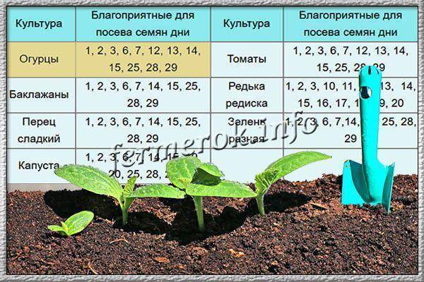 Сажаем огурцы семенами в открытый грунт: правила посева и выращивания