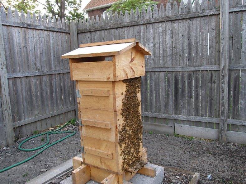 Апи домики для пчел размеры чертежи фото