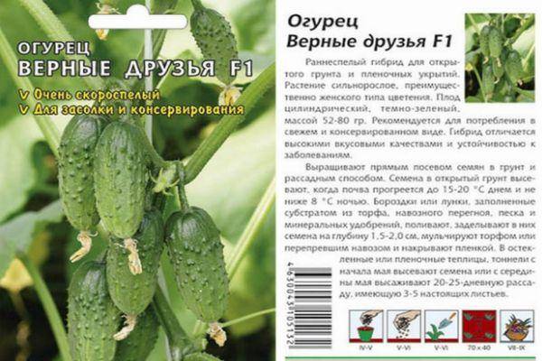 Огурец - седрик - f1 описание сорта, агротехника выращивания, преимущества и отзывы