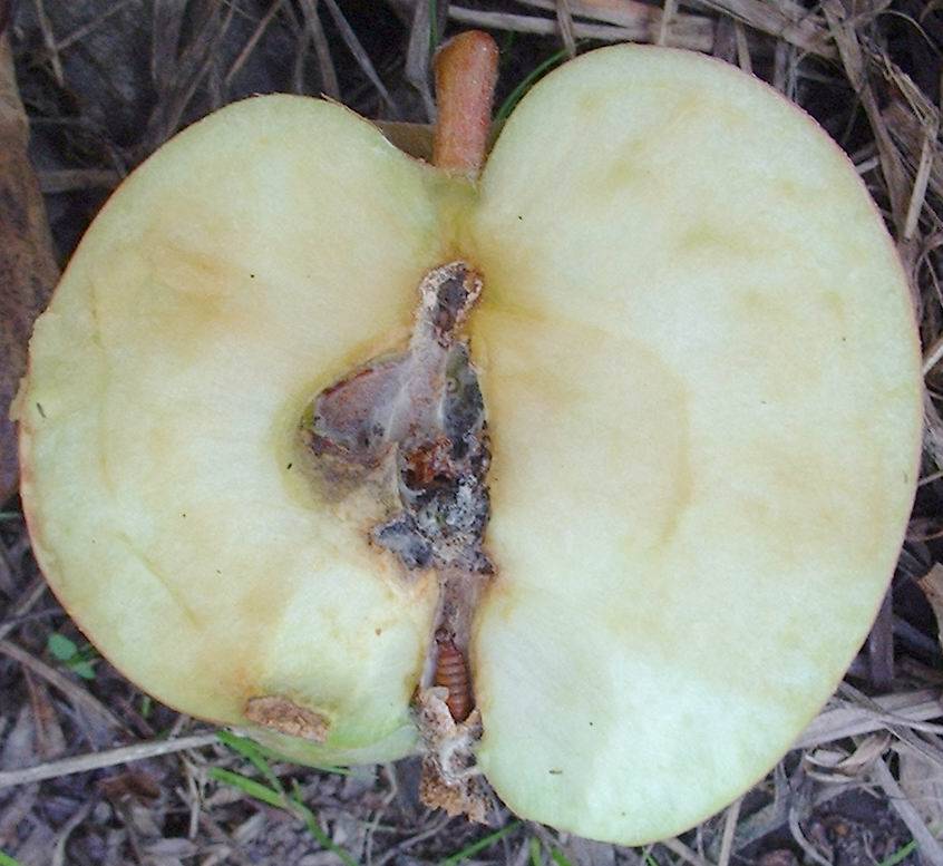 Пилильщик яблонный плодовый