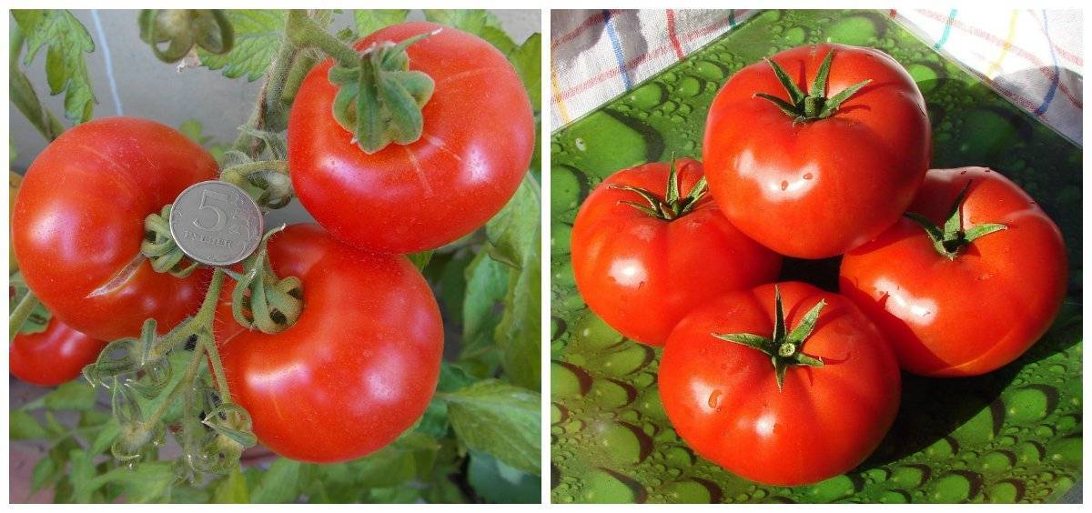 Сорт помидоров ругантино: отзывы, описание, выращивание, урожайность, характеристики с фото