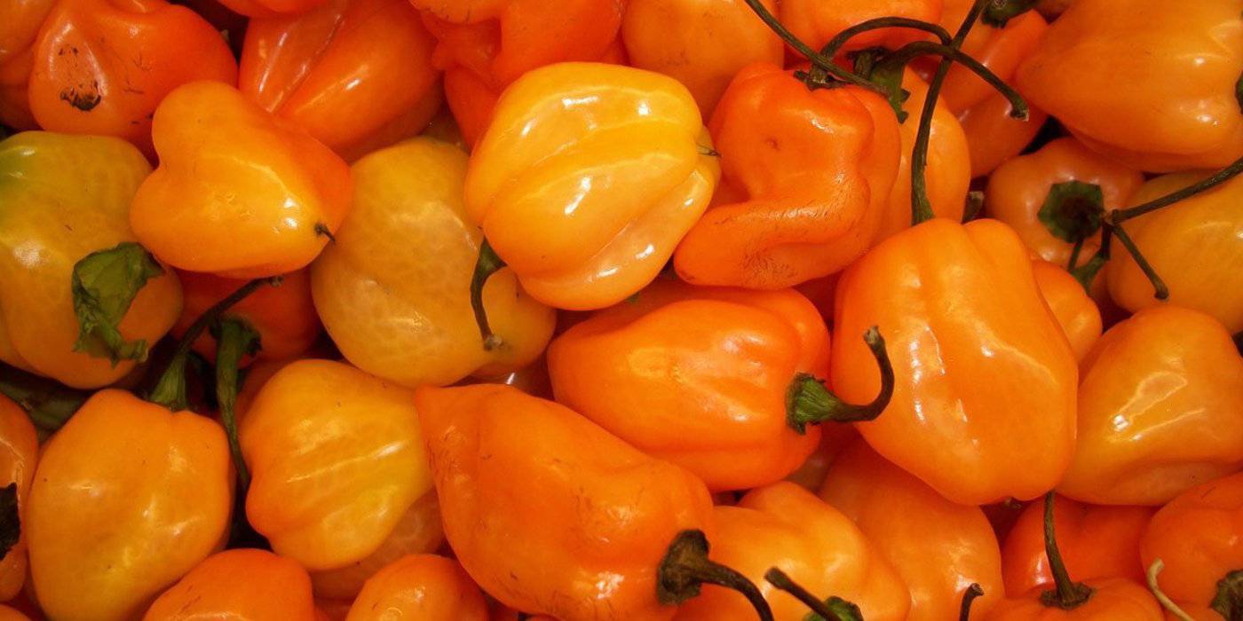 Перец хабанеро - выращивание дома, вкус и острота, отзывы с фото