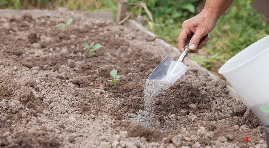 Как посадить сливу весной: тонкости и хитрости агротехники