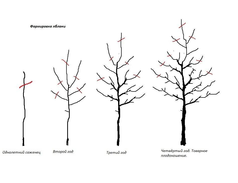 Обрезка яблони летом для начинающих в картинках пошагово